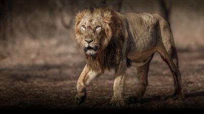 На фото — самец азиатского льва (Panthera leo), прогуливающийся по Гирскому лесу в индийском штате Гуджарат. Фото: vladimircech / freepik.com.