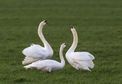 Фото: blickwinkel via Legion Media.