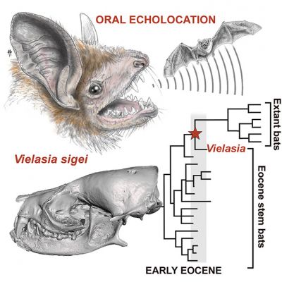 Рисунок из обсуждаемой статьи в Current Biology.