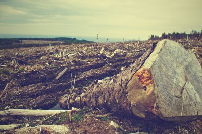 Экономия или переработка тонны бумаги позволяет «спасти» 17 деревьев.