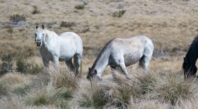 Одичавшие лошади (Equus ferus caballus) в национальном парке Косцюшко. Фото: Jimmyvandewall / Wikimedia Commons / CC BY-SA 4.0 DEED.