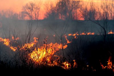 В ведомстве отметили, что большую часть пожаров удалось ликвидировать в первые сутки после обнаружения. Иллюстрация: pxhere.com.