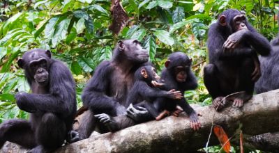 Фото: Roman M. Wittig / Tai Chimpanzee Project.