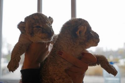 В мариупольском зоопарке родились двое львят. Фото: Александр Иванов.