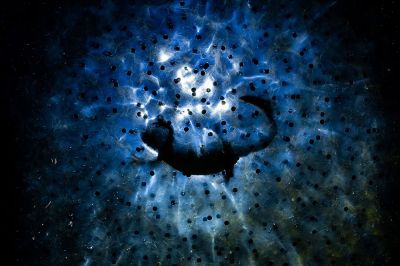 Гран-при конкурса выиграл Тибор Литауски, сфотографировавший под водой тритона, поедающего яйца лягушек.