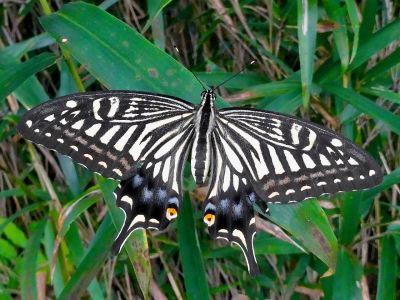 Бабочка вида Парусник ксут (Papilio xuthus). Фото: Wikimedia Commons.