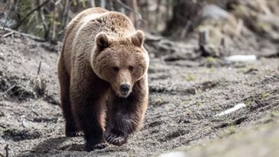 Медведь. Архивное фото РИА Новости / Илья Тимин.