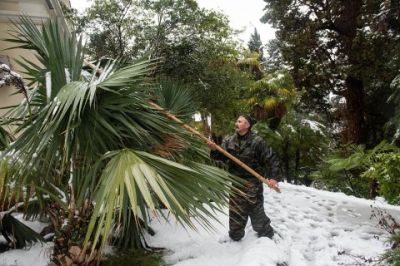 В марте прошлого года Сочи заморозило и засыпало снегом. Но пальмы два дня зимы выдержали. Фото: РИА Новости.