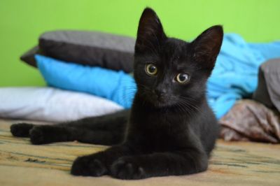 По статистике черных котят реже других забирают из приютов.