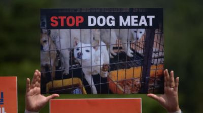 Акция сторонников запрета забоя и продажи мяса собак в Сеуле. Фото: AFP 2023 / ED JONES.