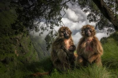 «Степные приматы». Фото: Marco Gaiotti.