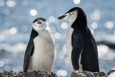 Антарктические пингвины спят по десять тысяч раз в день – каждый раз всего по несколько секунд. Фото: Paul Balfe / Flickr.com.
