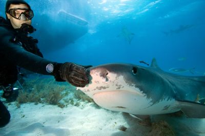 Если вы будете смотреть на акулу, она сможет понять, что вы за ней наблюдаете, и в большинстве случаев уплывет