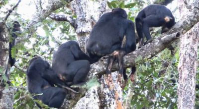 Несколько взрослых самцов шимпанзе сидят на дереве, один из них держит тело убитого детеныша. Фото: Rhianna C. Drummond-Clarke et al. / Primate, 2023.