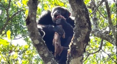 Взрослый самец обыкновенного шимпанзе (Pan troglodytes) IM с трупом антилопы, который он отобрал у венценосного орла (Stephanoaetus coronatus). Фото: Sam A. Baker et al. / Primates.