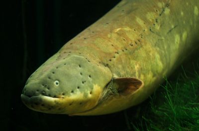 Необычная рыба владеет методом, используемым в научных экспериментах. Иллюстрация: wikipedia.org.