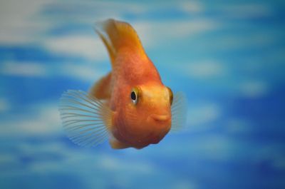 Золотая рыбка – это общее название похожих между собой видов.