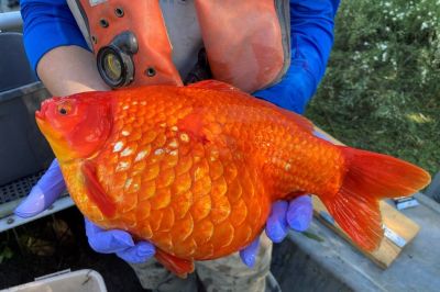 Одна из ярко-оранжевых золотых рыбок, найденных в дикой природе в озере Онтарио, Канада. Фото: Отдел рыболовства и океанов страны.