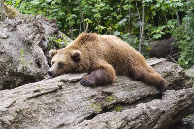 Медведь стал неотъемлемым персонажем русского фольклора и у него появился и свой собственный праздник.