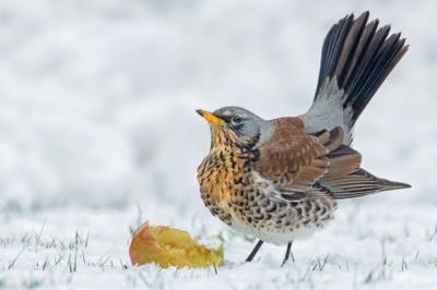 Лучшим «птичьим» фотографом признали Джанпьеро Феррари из Британии за снимок дрозда-рябинника, лакомящегося яблоком на снегу. 