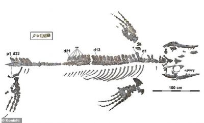 Особенности позвонков окаменелости позволили предположить, что у Синего Дракона был спинной плавник, что делало его совершенно уникальным среди мозазавров.