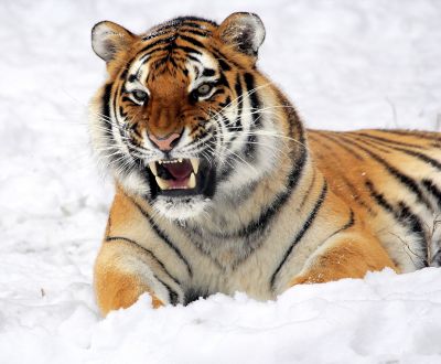 Амурских тигров можно увидеть только вечером. Они активны на рассвете и в сумерках.