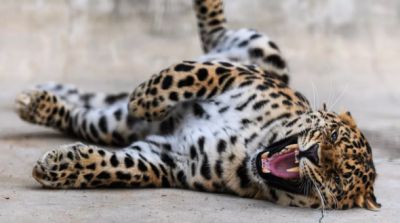 Дальневосточный леопард. Архивное фото РИА Новости / Евгения Новоженина.