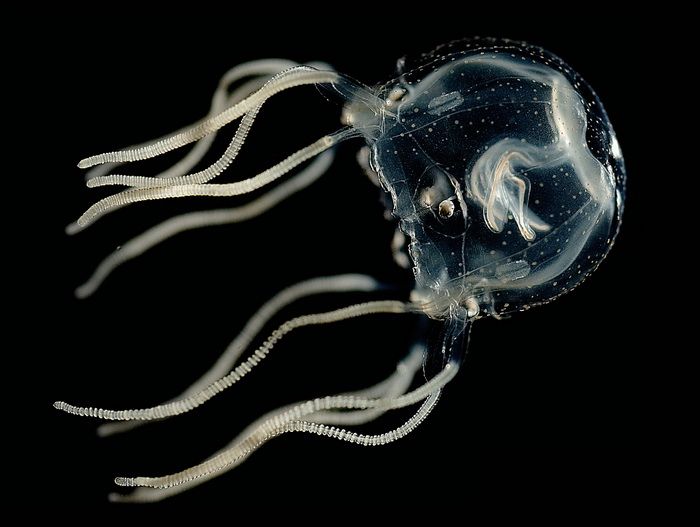 Медуза Tripedalia cystophora. Фото: Jan Bielecki et al., PLOS ONE, 2014