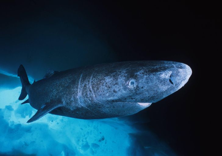 Гренландская акула может жить более 500 лет. Фото: oceans-image.