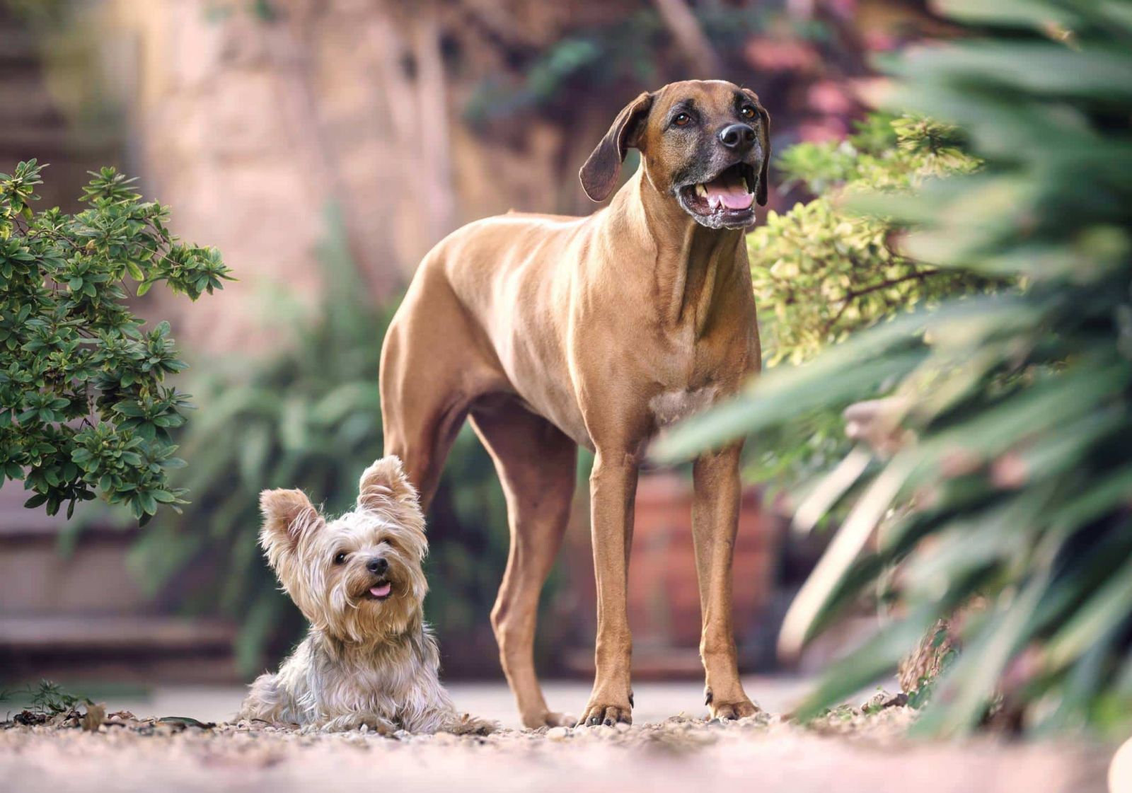 Ученые узнали, почему мелкие собаки живут дольше крупных. Фото: Getty images.