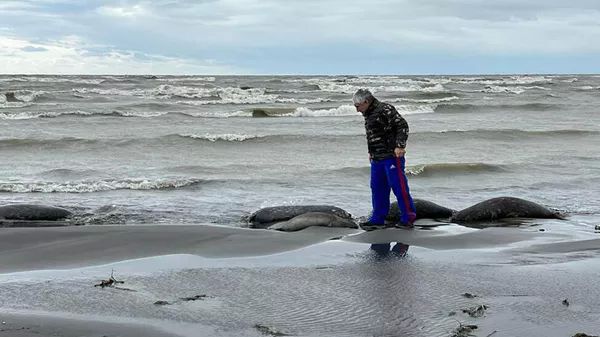 На месте гибели тюленей на берегу Каспийского моря в Дагестане. Архивное фото Telegram/Минприроды РД.