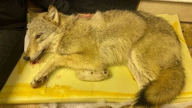 Сбитый волк, найденный волонтерами в пермском Кунгуре. Фото: Фото : Татьяна Андреева/ВКонтакте.