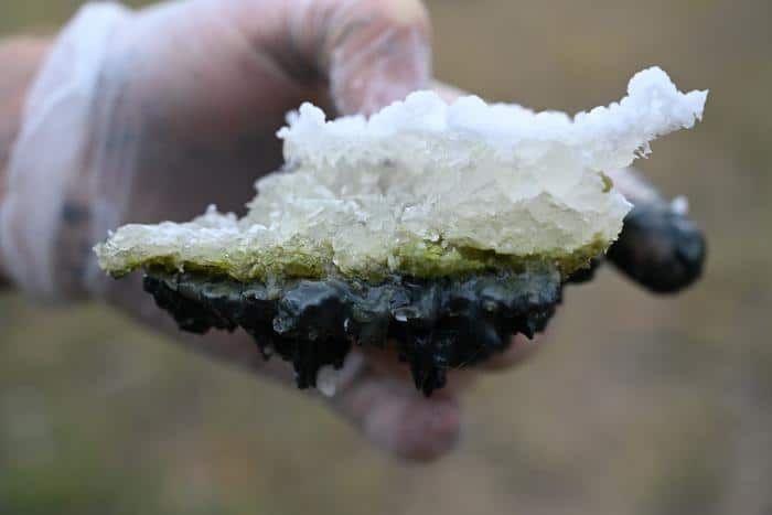 Кусок соляной корки из озера Ласт Ченс с зелеными водорослями в центре. Фото: David Catling et al.