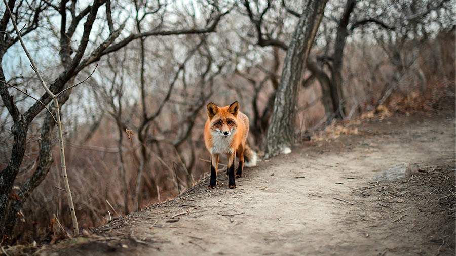 Фото: ТАСС/Юрий Смитюк