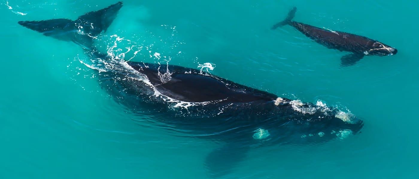 Самка южного гладкого кита с теленком. Фото: Peter Chadwick.