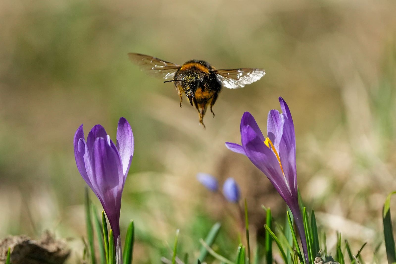 Зрение пчел и птиц заставило цветы измениться. Фото: Wikimedia Commons.