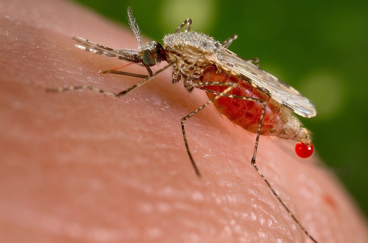 Представитель рода Anopheles — малярийных комаров. Фото: Jim Gathany.