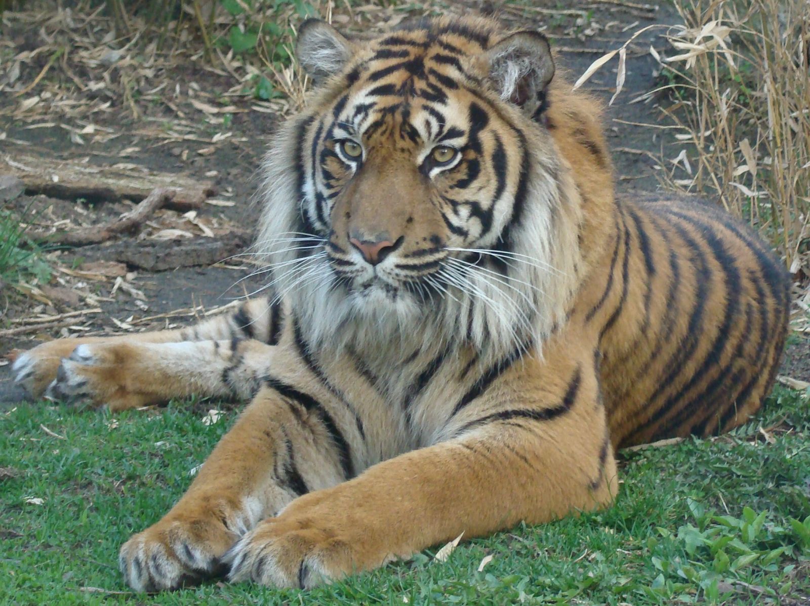 Суматранский тигр. Фото: Pełnik / wikipedia.