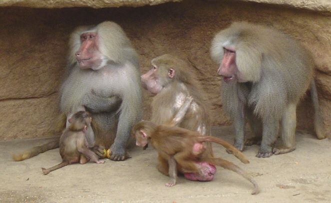Гамадрилы в зоопарке. Фото: wikipedia.