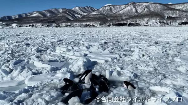 Косатки, оказавшиеся в ловушке в дрейфующих льдах у побережья северного японского городка Раусу на побережье Кунаширского пролива. Архивное фото Wildlife Pro LLC.
