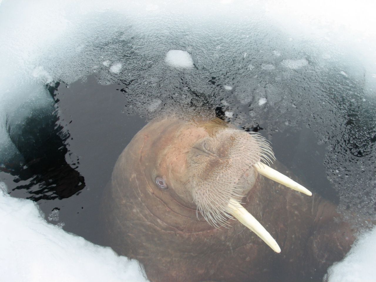 На фото: молодой морж, всплывший в проруби, фото Гаврилова Ю.Г.