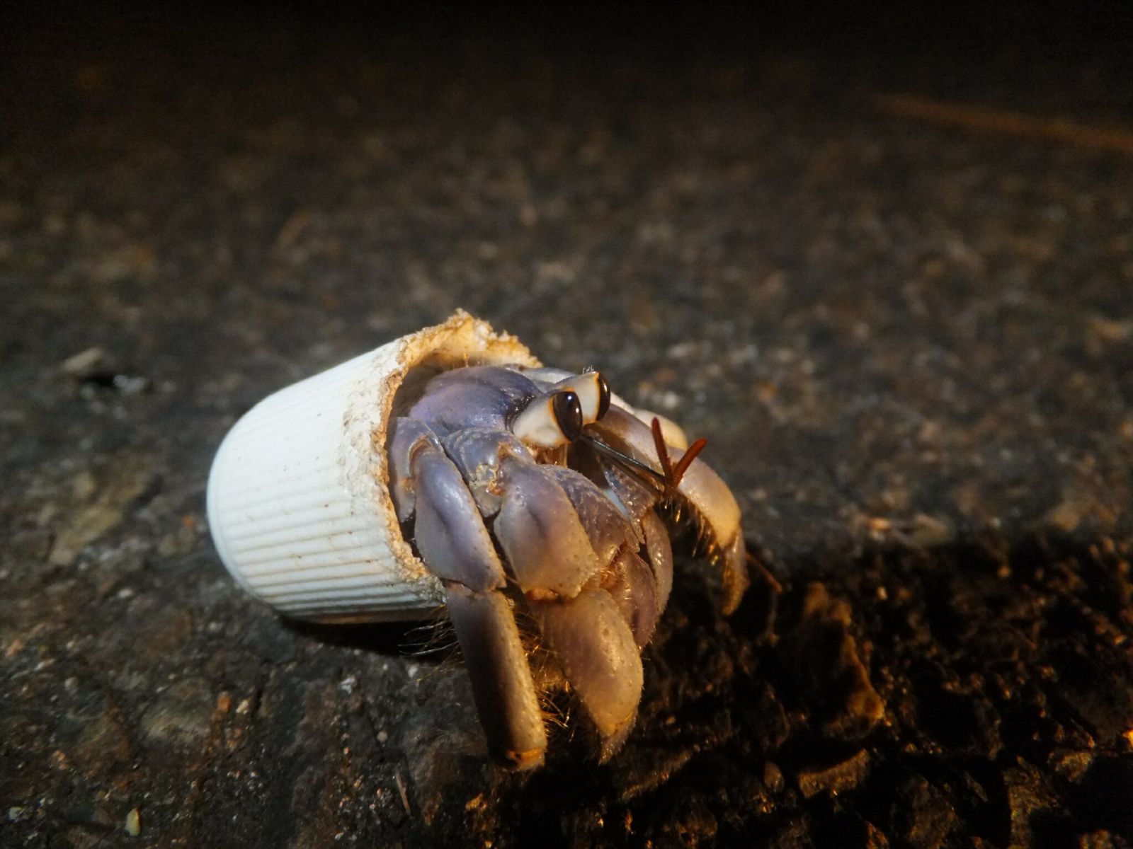 Фото: hakkahamushi с сайта inaturalist.org, острова Амами, Япония, август 2013 года.