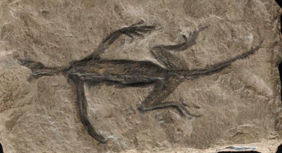 История одной подделки длиной в 90 лет. Фото: Valentina Rossi et al./Palaeontology, 2024