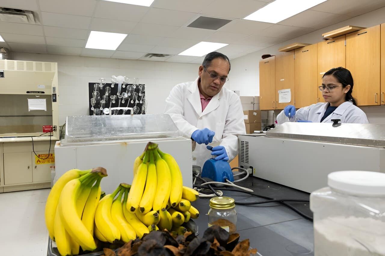 Авторы исследования создают биоразлагаемую пленку из банановой кожуры. Фото: South Dakota State University.