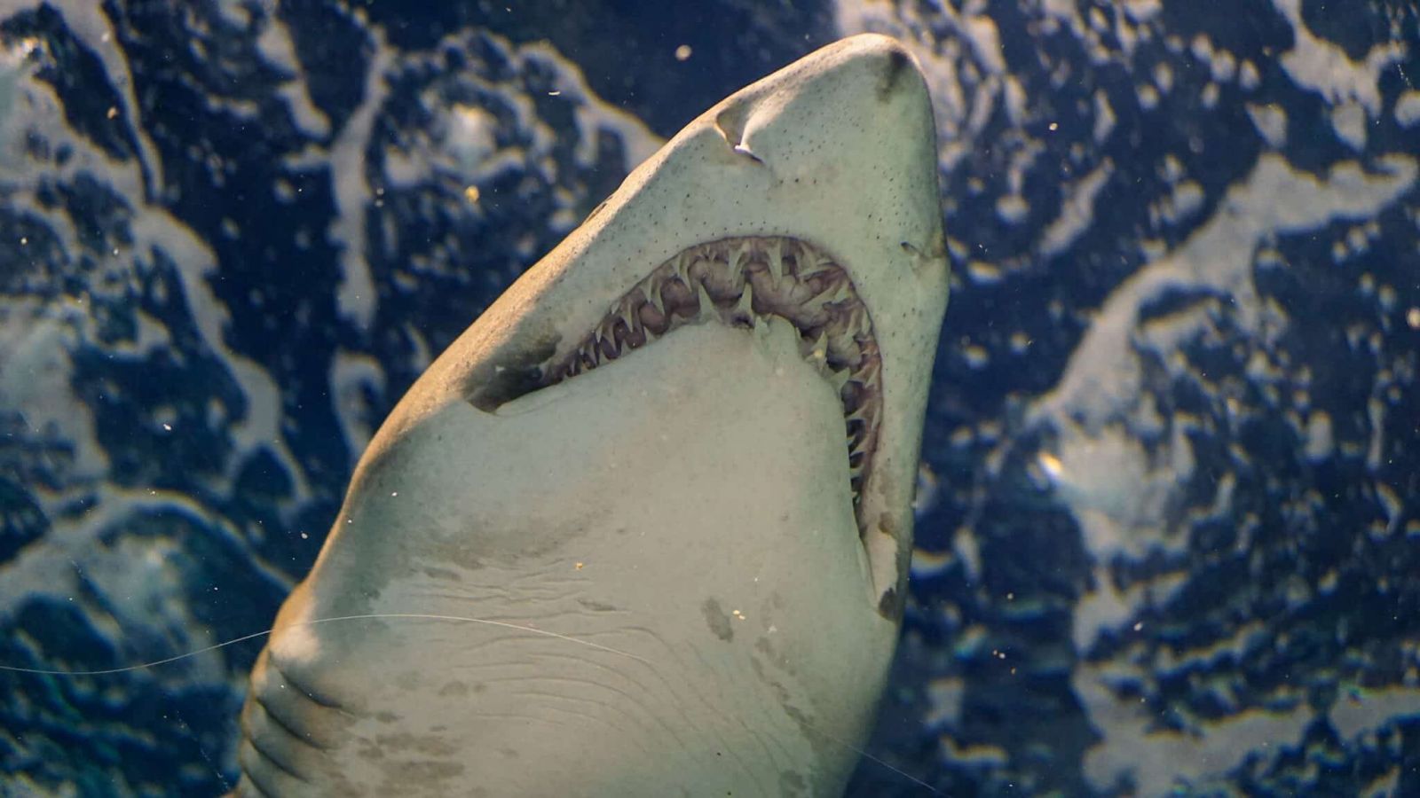 Большие белые акулы (Carcharodon carcharias) — самые крупные хищные рыбы. Фото: Unsplash.