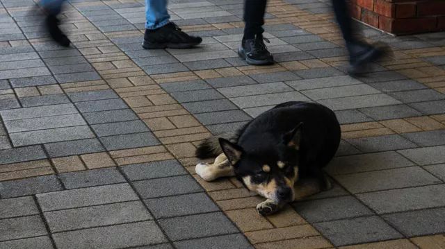 Бездомная собака. Архивное фото РИА Новости / Александр Патрин.