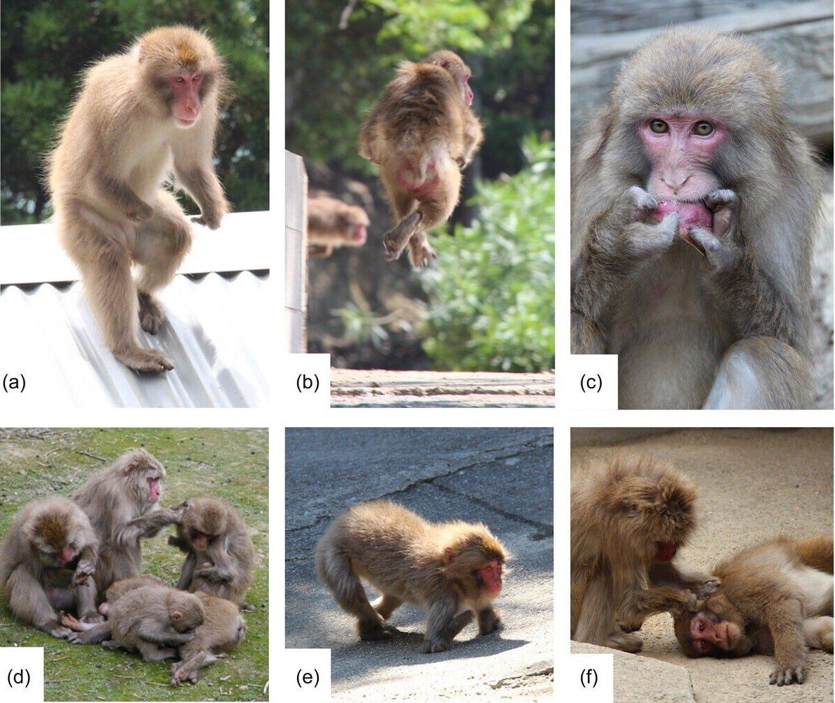 Примеры того, как приматы с физическими недостатками адаптируются к жизни в дикой природе. Фото: phys.org.