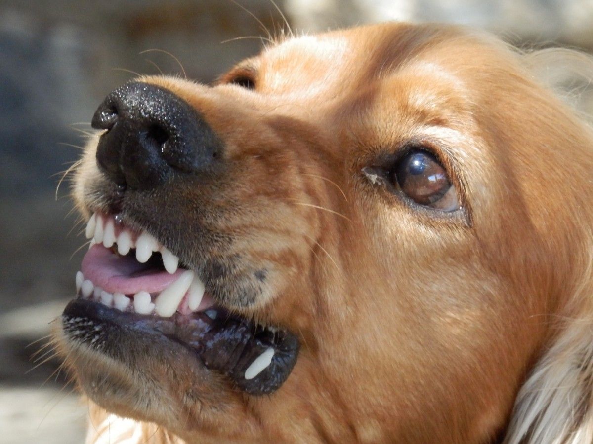 Любые неадекватные действия – крик, суета, беготня, размахивание руками – вызовут у собаки агрессию страха.