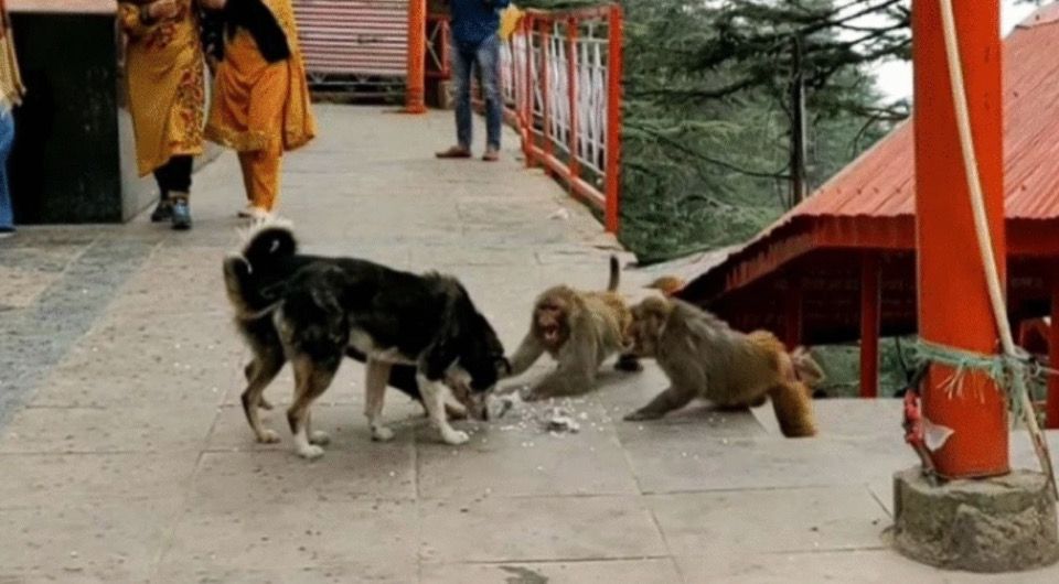 Собаки конкурируют с макаками за еду. Фото: Bidisha Chakraborty et al. / Primates, 2024.