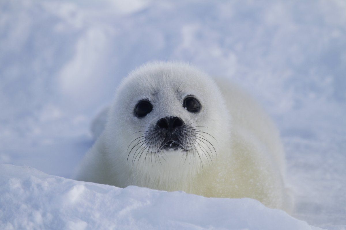 Бельки – детеныши гренландского тюленя
